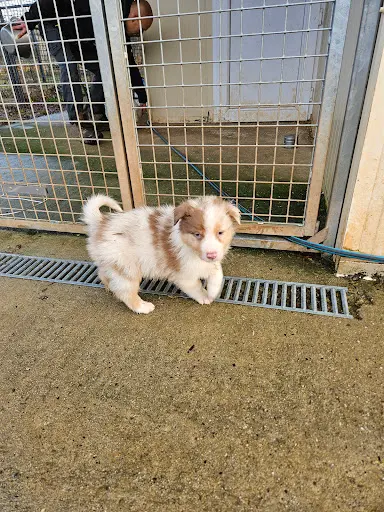 Elevage Berger Australien et Berger Américain Miniature By Activ Dog Normandy
