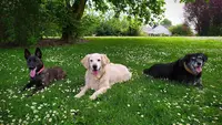 Karen Éducateur Canin Essonne 91 (k9squad)