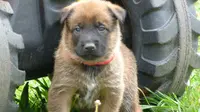 Élevage Canin du Domaine d'Isengarde (berger Belge Malinois)
