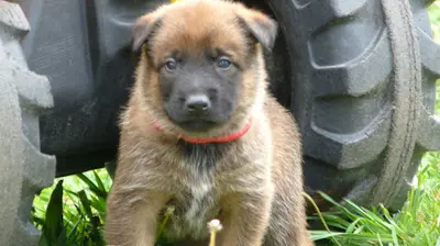 Élevage Canin du Domaine d'Isengarde (berger Belge Malinois)