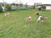 Can Ain et Compagnie