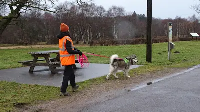 Esprit Louve - Éducation Canine