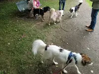Pet S Heaven 80