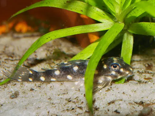 Oscar-le-poisson