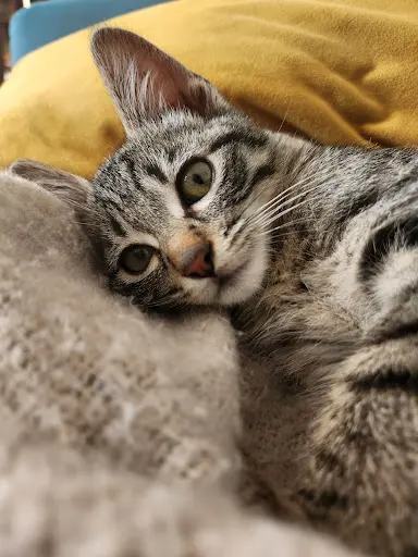 Booglaw