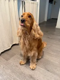 Nathou Toilettage