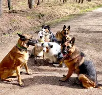 Promenade Chien Val de Marne
