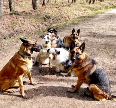 Promenade Chien Val de Marne