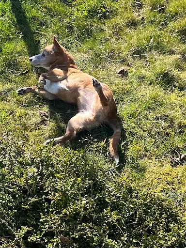 En Harmonie Avec Mon Chien - Comportementaliste Canin