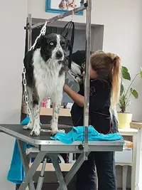 Salon de Toilettage Zen Canin