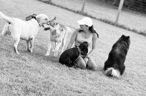 Dog Spirit Education Canine Angoulême