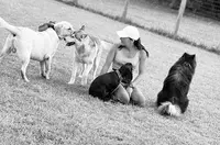 Dog Spirit Education Canine Angoulême