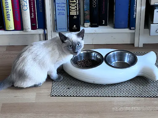 Kitty Land