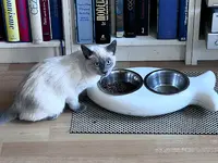 Kitty Land