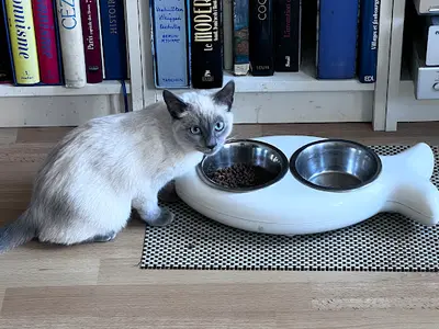 Kitty Land