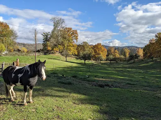 Ferme Équestre et Relais Pour Cavalier Randonneur Capperhan S