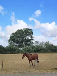 Club Hippique du Haras de Tigran