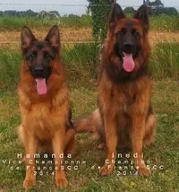 Les Princes de Sarvar