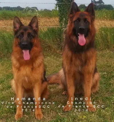 Les Princes de Sarvar
