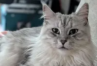 Chatterie Of Saraby Coon Love