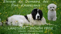 Domaine des Pins d'Aurécanie