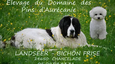 Domaine des Pins d'Aurécanie