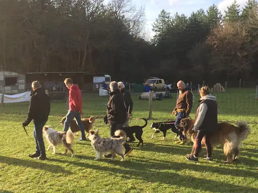 Club Canin E.c.a.v 72 Education des Chiens Actifs et Visiteurs 72