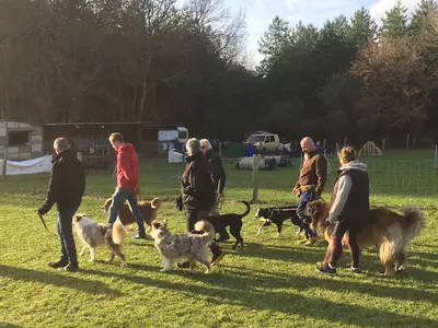 Club Canin E.c.a.v 72 Education des Chiens Actifs et Visiteurs 72