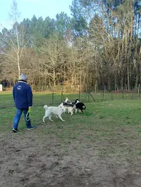Club d'Education Canine Sarthoise