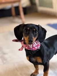 Élevage Canin