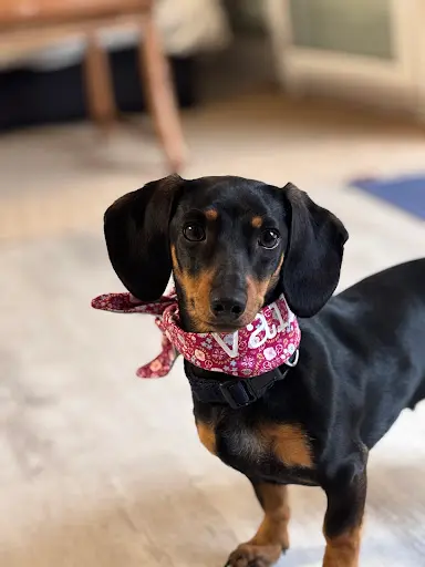 Élevage Canin