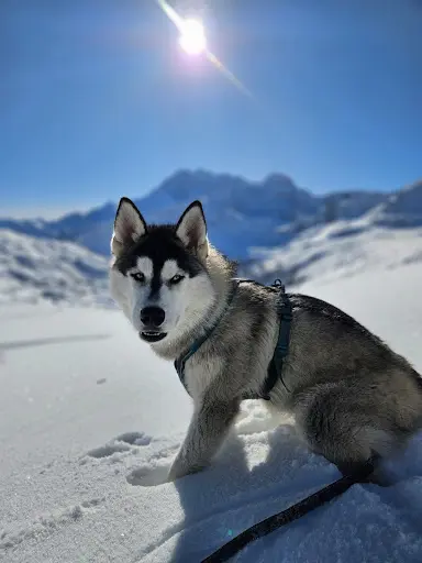 Du Phoenix d'Or - Élevage de Husky Sibérien Lof & Spitz des Visigoths (uniquement sur Rdv !)
