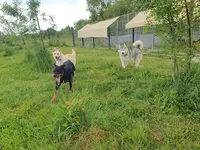 Phoenix Garden (pension Canine) Uniquement sur Rdv