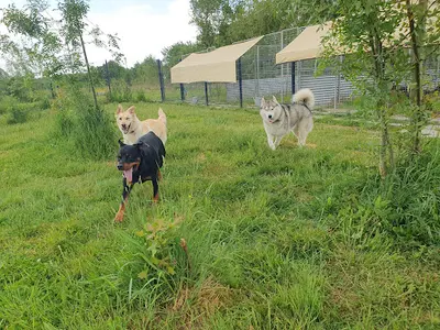 Phoenix Garden (pension Canine) Uniquement sur Rdv