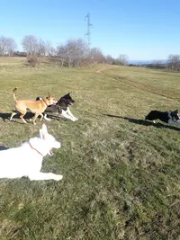 Animal Stories Education Canine