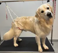 Pretty Dog