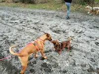 Romy Sauvageot - Kiffe Ton Chien