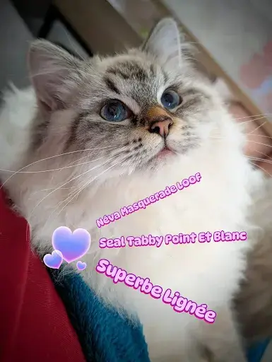 Chatterie des Anges de Néva (élevage de Chats et Chatons Siberien Loof)