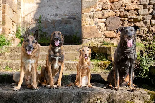 Astuce d'Éduc - Education Canine