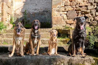 Astuce d'Éduc - Education Canine