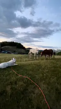 Chiens du Chéran