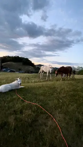 Chiens du Chéran