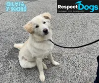 Éducateur Canin Lyon Ouest Respectdogs