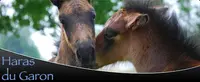 Haras du Garon