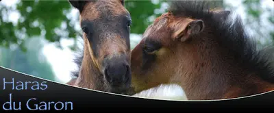 Haras du Garon