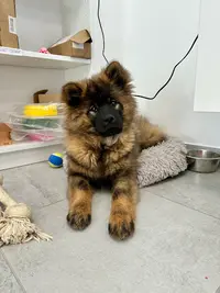 Les Terres Vagabondes, Élevage d'Eurasier