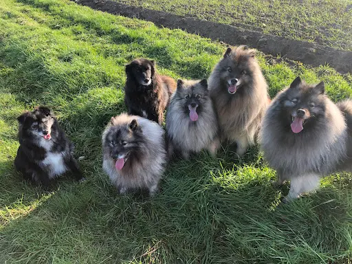 Dog Education With Fun !