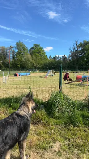 Educ Sport Dog