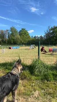 Educ Sport Dog