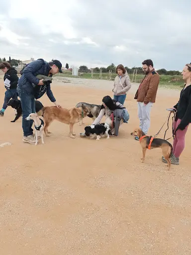 Sos Comportementaliste - Comportementaliste Canin & Félin